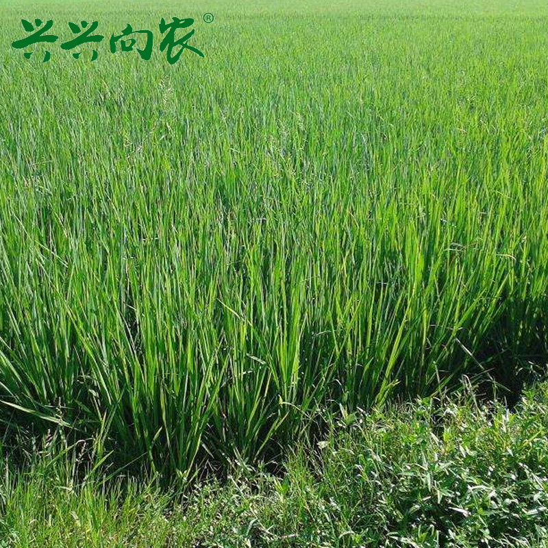 兴农水稻育秧有机复合土营养土有机肥育苗种菜专Q用50L大包通用型