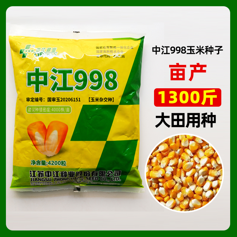 中江998号玉米抗倒矮杆玉米高产原产大田春夏播白轴杂交玉米种籽