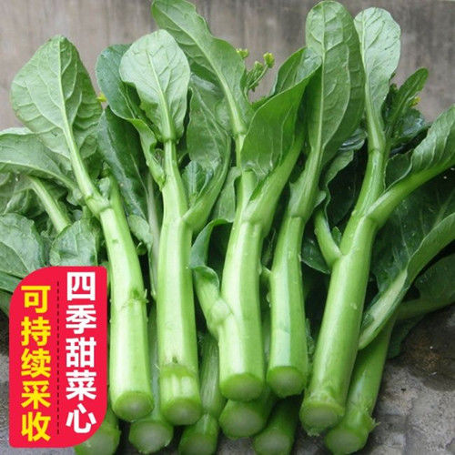 四九菜心种子特甜脆菜苔种籽高产量耐热四季速生盆栽蔬菜种子孑