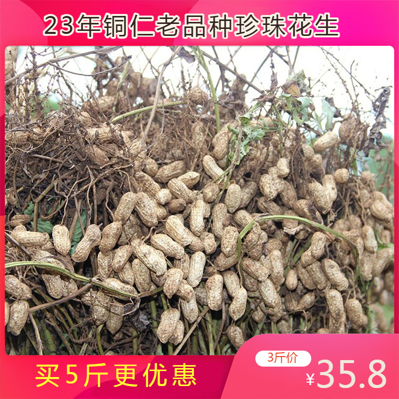 23年新品5斤特惠贵州特产铜仁带壳珍珠生花生 自种老品种坚果零食
