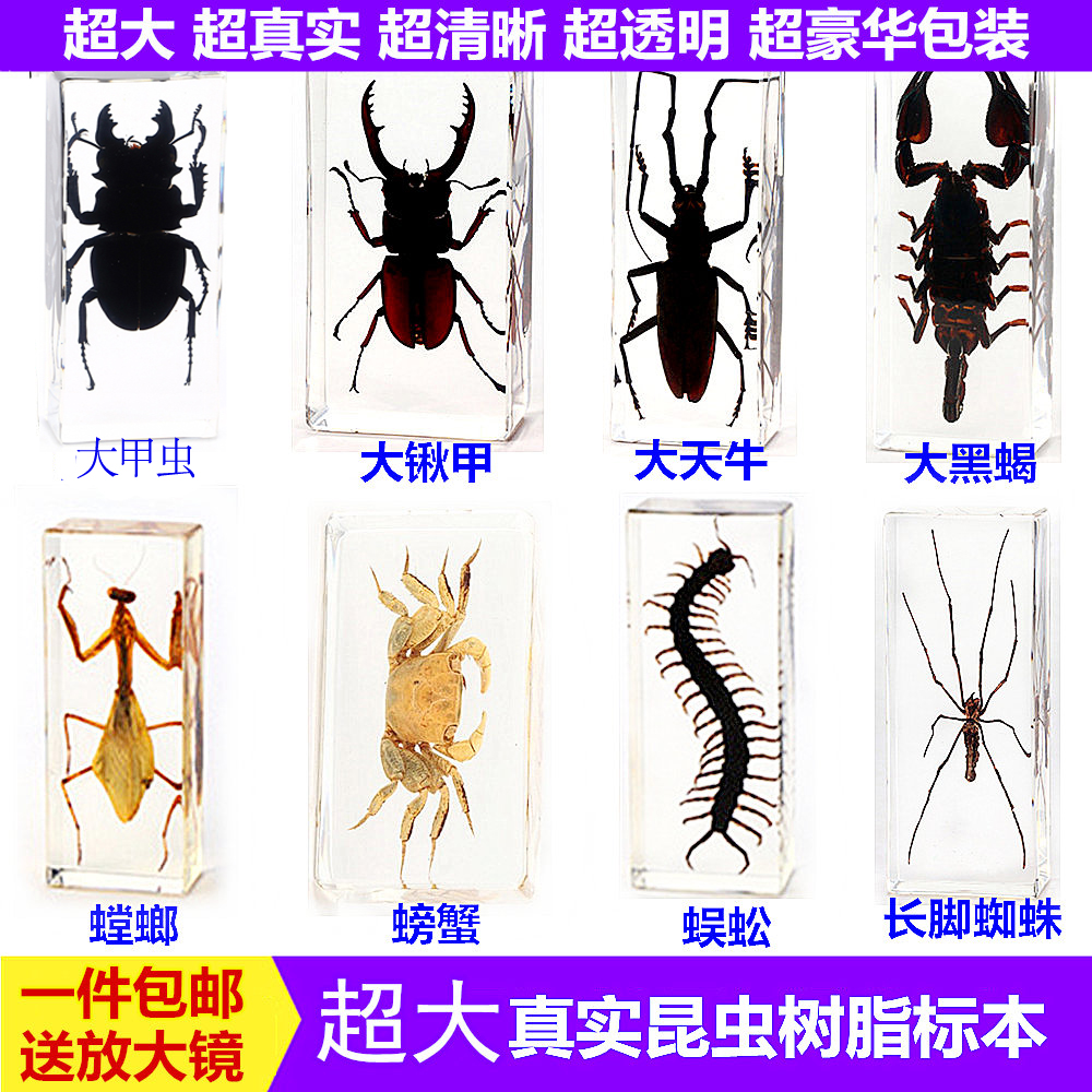 真实小动物昆虫标本环保树脂甲虫蜈蚣蝎子螳螂蝗虫蜘蛛大号礼盒