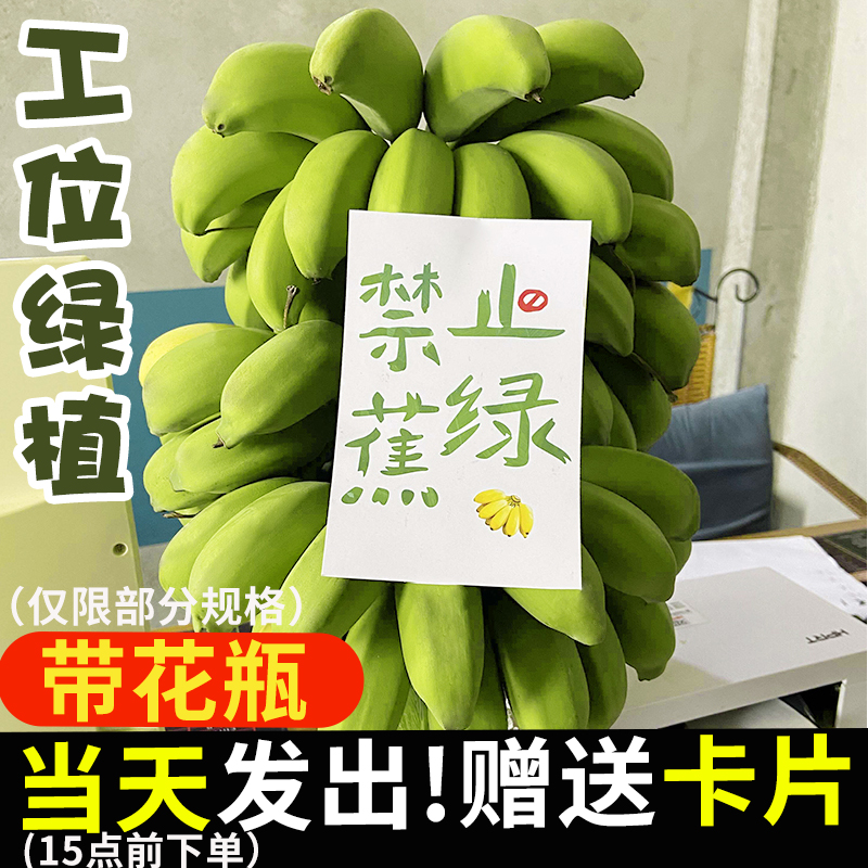 整串禁止蕉绿水培香蕉拒绝焦虑办公室芭蕉桌面静止焦绿小米蕉