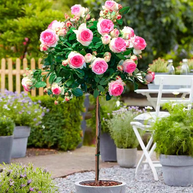欧洲荷兰棒棒糖月季树果汁阳台树桩月季玫瑰树四季开花大花浓香