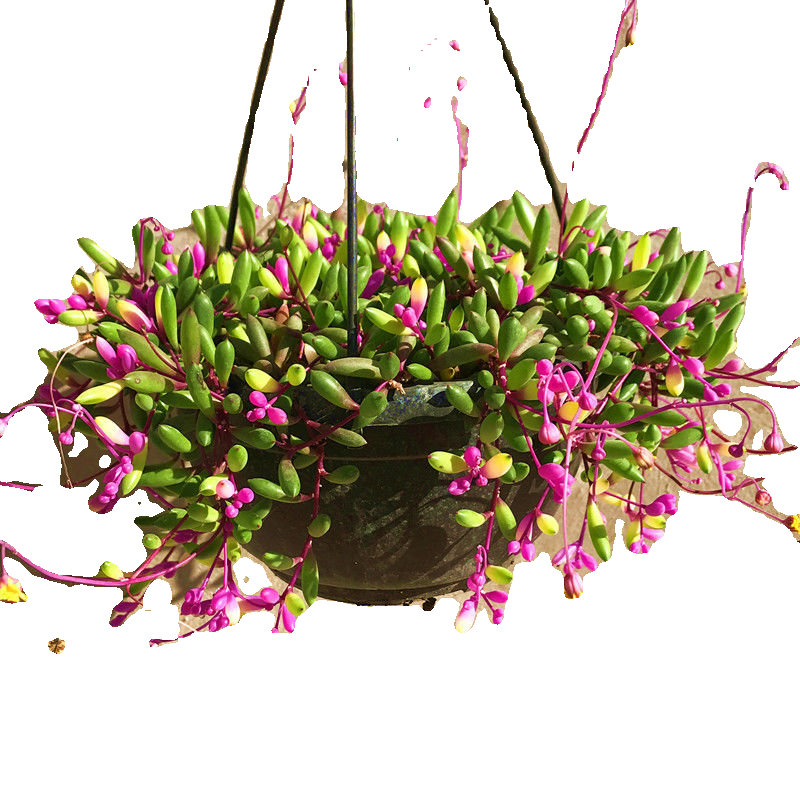 紫玄月吊兰多肉植物佛珠情人泪花卉盆栽办公室绿植珍珠吊兰防辐射