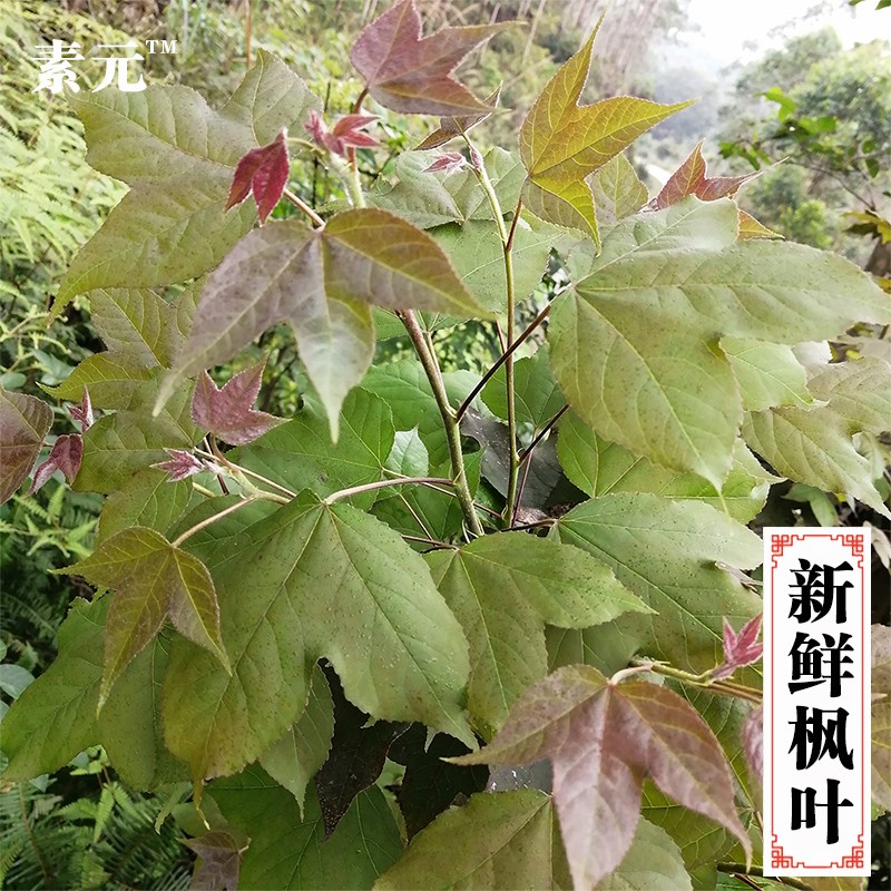 新鲜枫叶 枫木叶五色糯米饭黑米饭植物染料黑色枫香叶 500克包邮