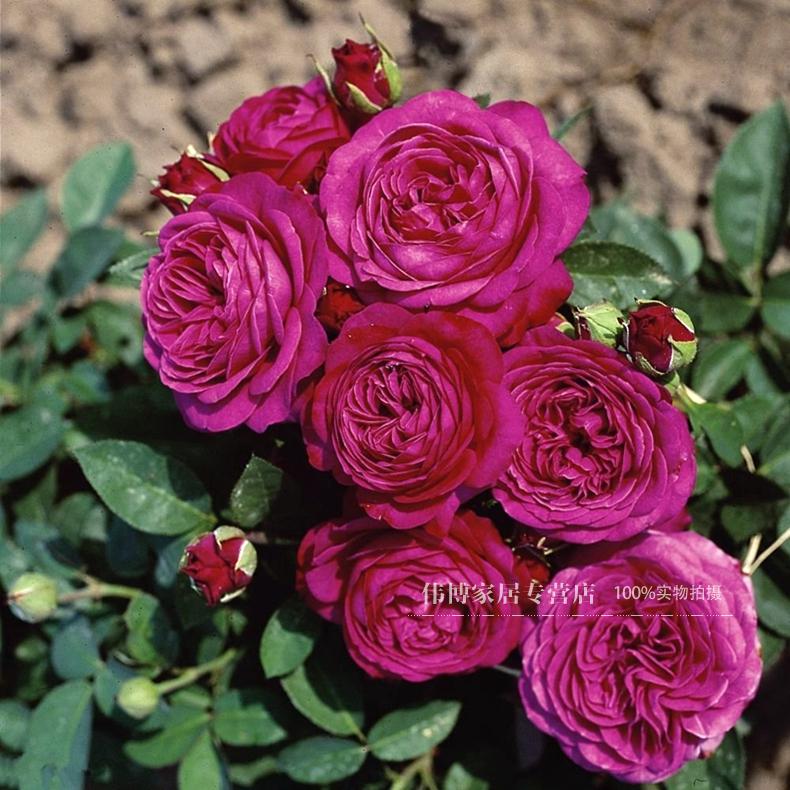 德国丰花月季花苗 海蒂克鲁姆玫瑰 阳台盆栽切花 浓香型大花