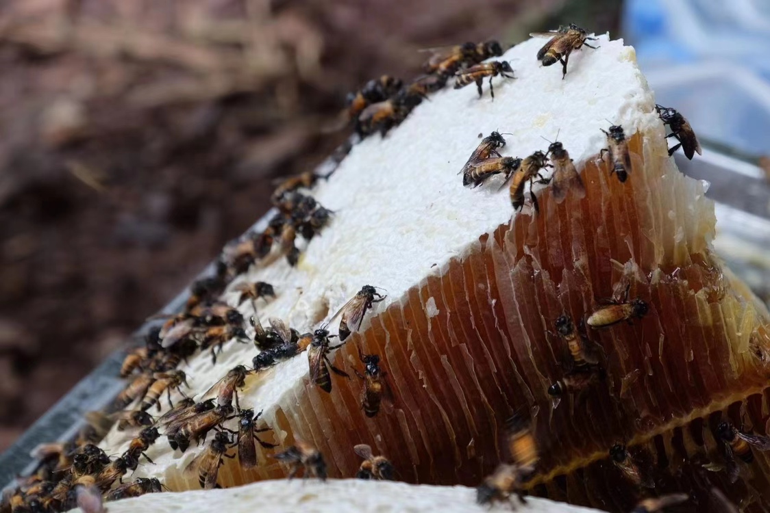 2024年夏季西双版纳特色蜜种夏威夷果树排蜜野生蜂蜜1斤巢蜜纯蜜