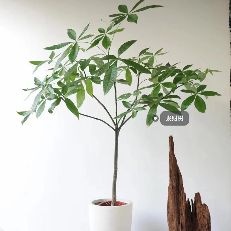 直销【龙鑫】造型发财树 耐晒好养吸甲醛净化空气叶卧室大型植物