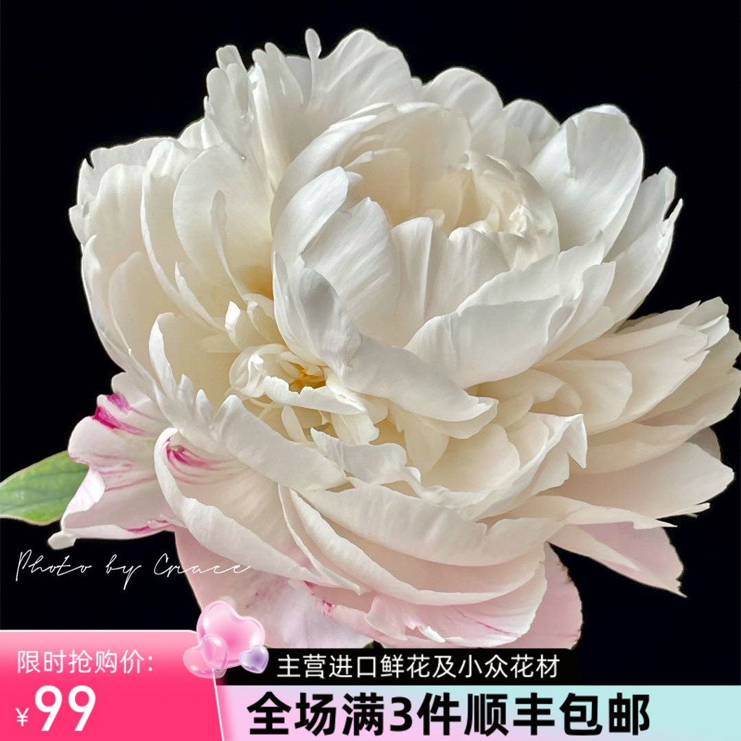 精品花材鲜花速递进口品种国产Gardenia栀子芍药花鲜切花新品