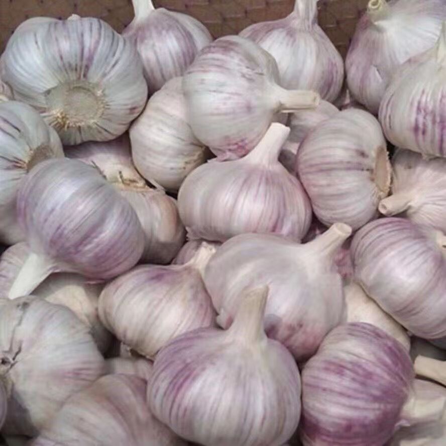 23年新干蒜2/3/5斤大蒜头河南杞县农家自种紫白皮大蒜可做腊八蒜