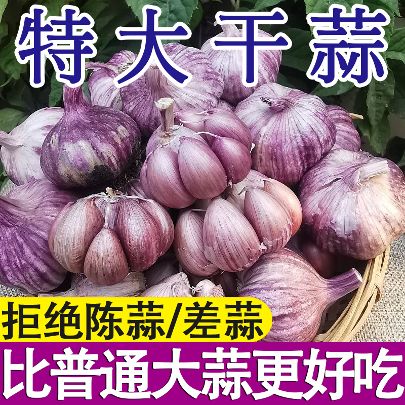 金乡大蒜 新鲜干大蒜头5斤装蒜籽2022当季蔬菜批发紫皮特大10斤