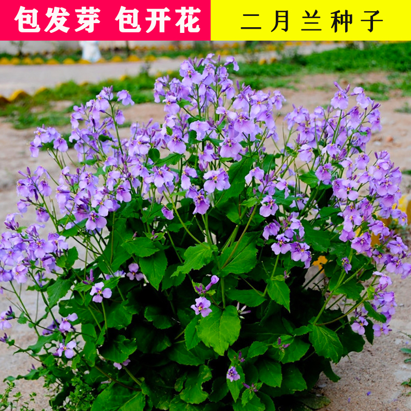 二月兰花草种子二月蓝种籽四季播种庭院阳台公园小区绿化开花紫色
