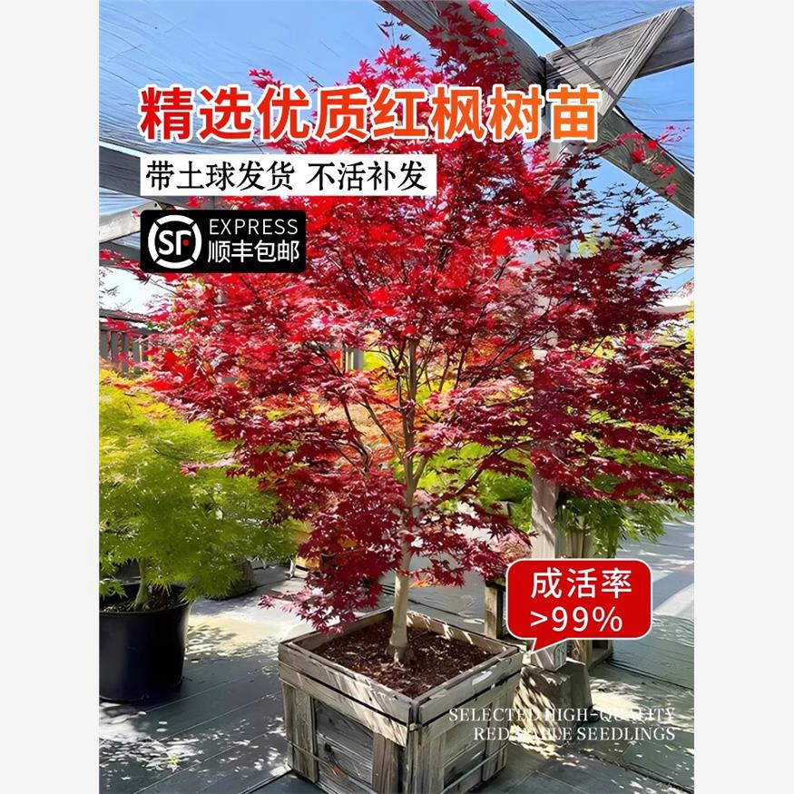 红枫树苗日本红舞姬中国红枫黄金枫室外庭院耐寒四季绿化植物盆栽