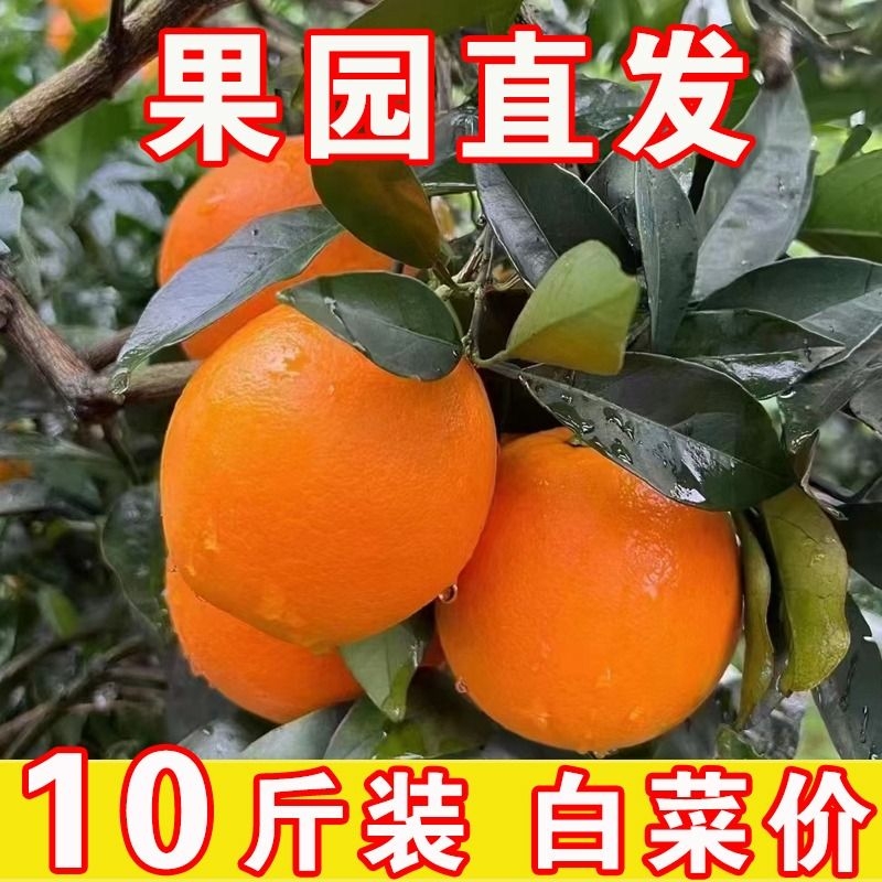 全网爆款精选纽荷尔新鲜脐橙带箱9.5-10斤大果产地直发齐橙