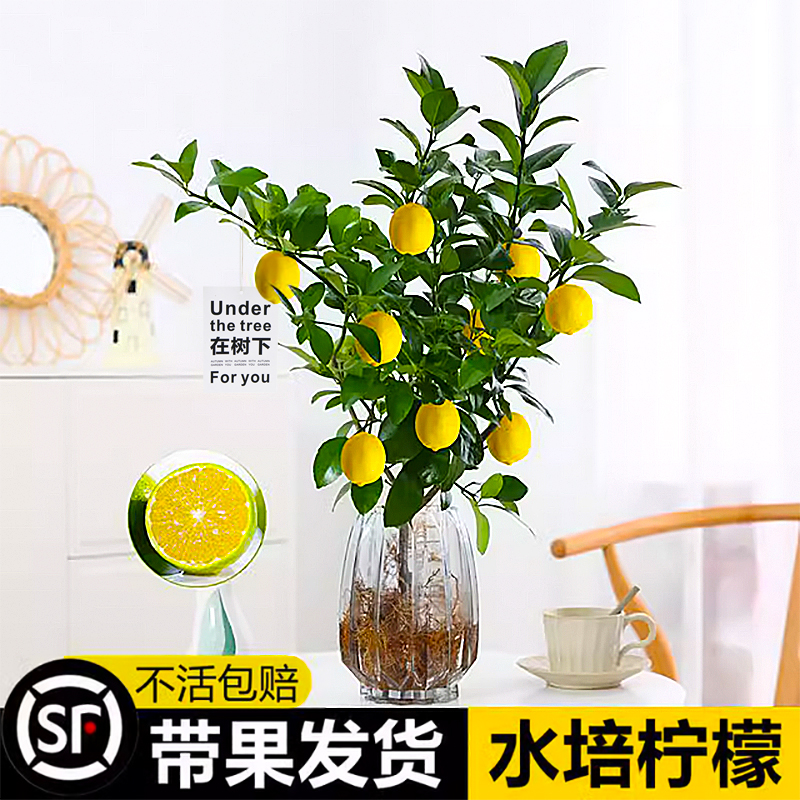 水培植物香水柠檬树花卉盆栽水果食用办公室桌面带果四季好养绿植