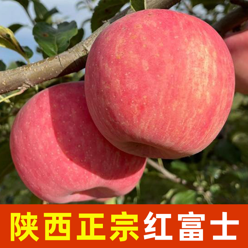 农家正宗陕西洛川红富士苹果5斤当季新鲜脆甜孕妇水果非冰糖心9斤