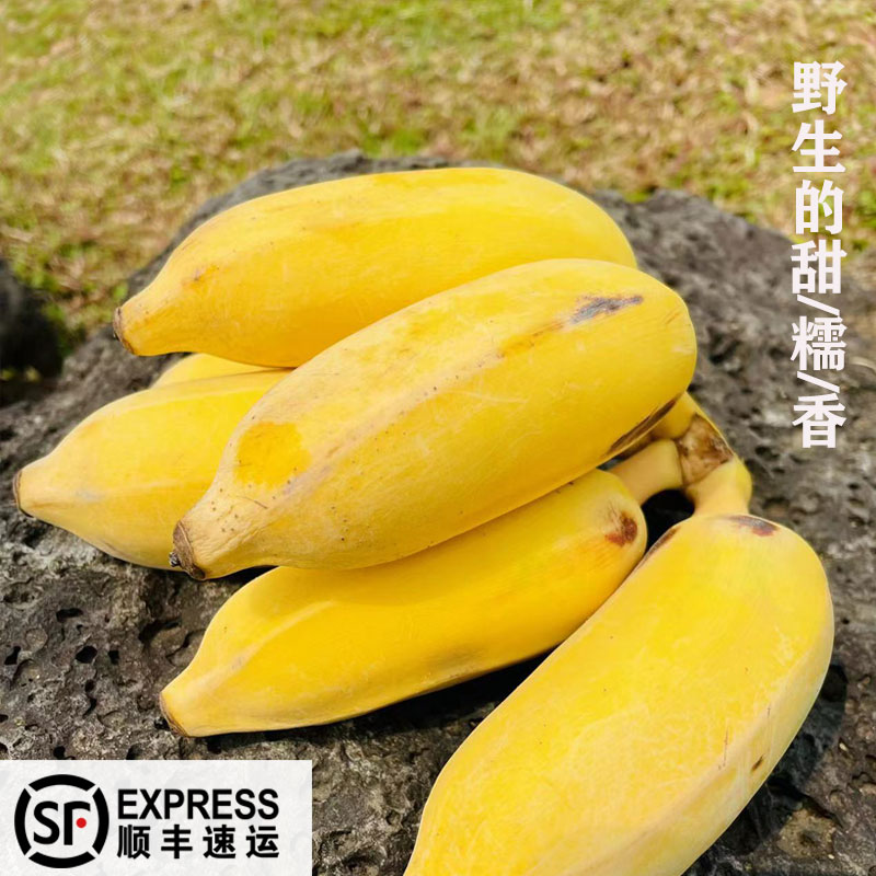 糯糯甜甜顺丰 香蕉海南芭蕉小米蕉粉蕉苹果蕉3斤5斤装新鲜banana