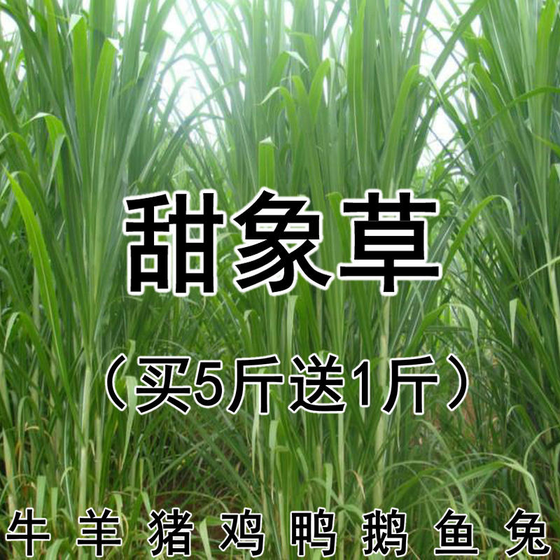 台湾甜象草种子多年生四季高产牧草种子畜牧养殖牛羊兔鱼黑麦草籽