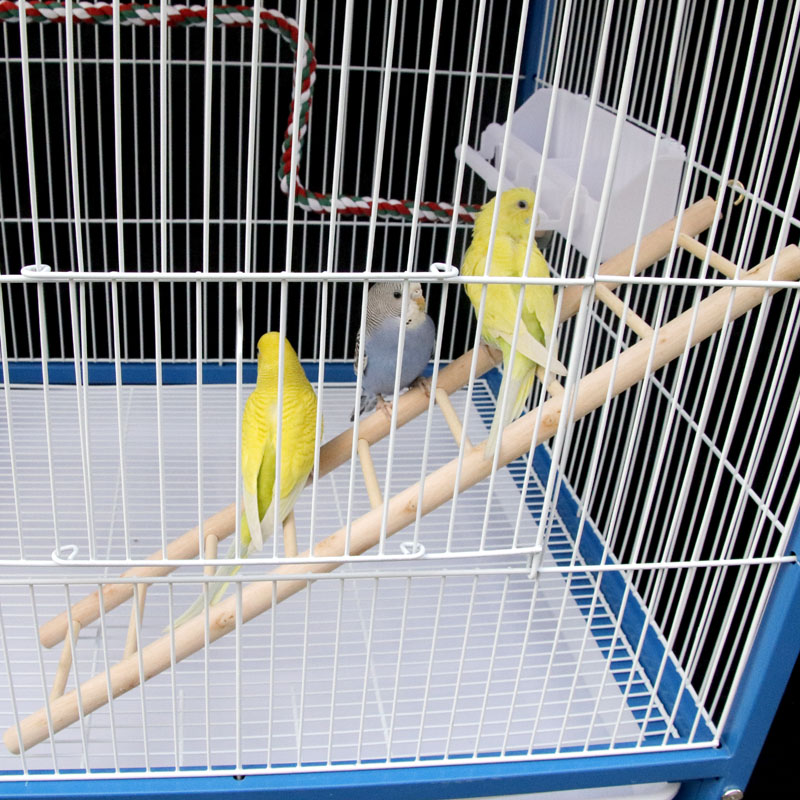 粤迪 鸟趣味玩具鸟笼多层木制楼梯中小型鹦鹉爬梯玩具5/7/9/12层