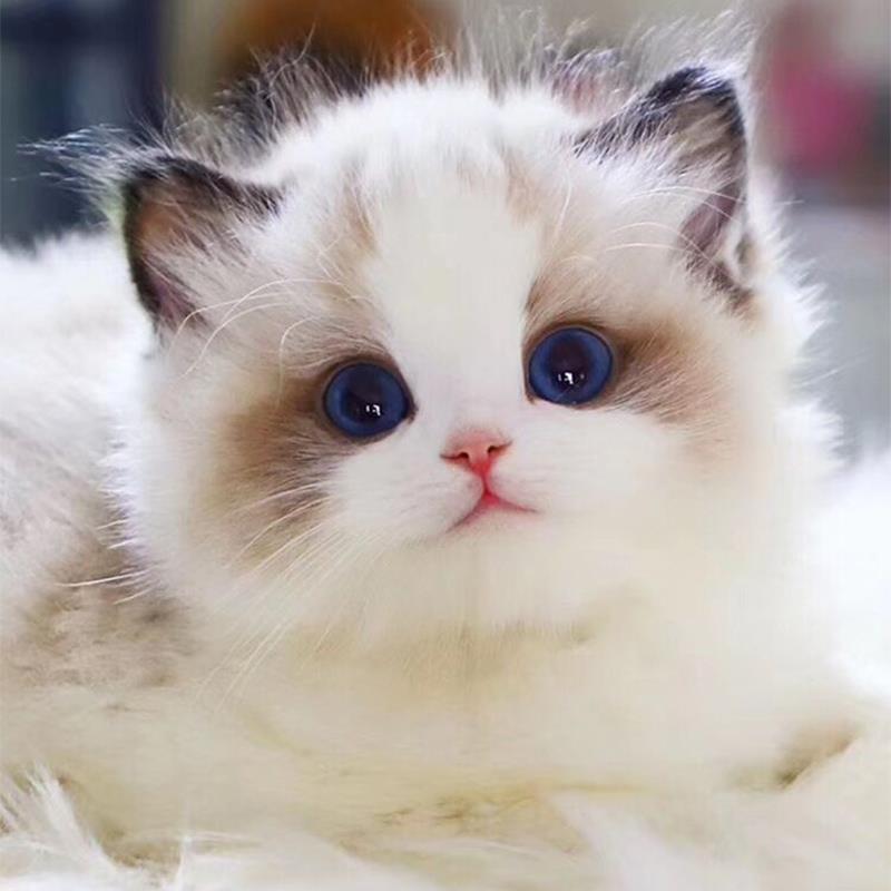 仙女猫纯种布偶猫舍矮脚猫英短蓝白起司猫金银渐层白缅因猫德文猫