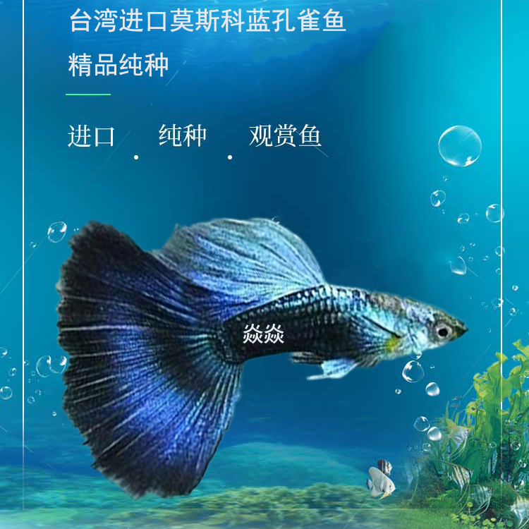 台湾进口精品莫斯科蓝孔雀鱼礼服缎带小型热带淡水热销稀有凤尾鱼