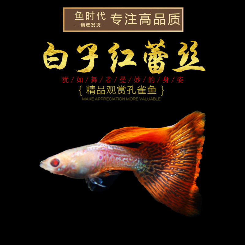 [鱼时代]白子金属红蕾丝 纯种红眼金属红蕾丝蛇纹蕾丝凤尾孔雀鱼