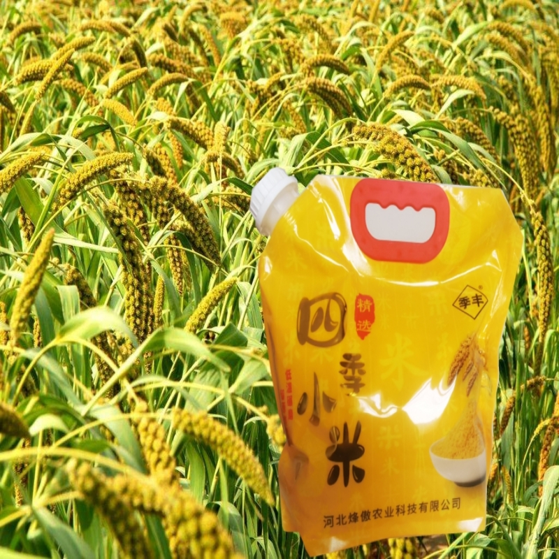 季丰威县小米金苗K1吸嘴包装5斤2023新米色泽金黄米油多口感浓香