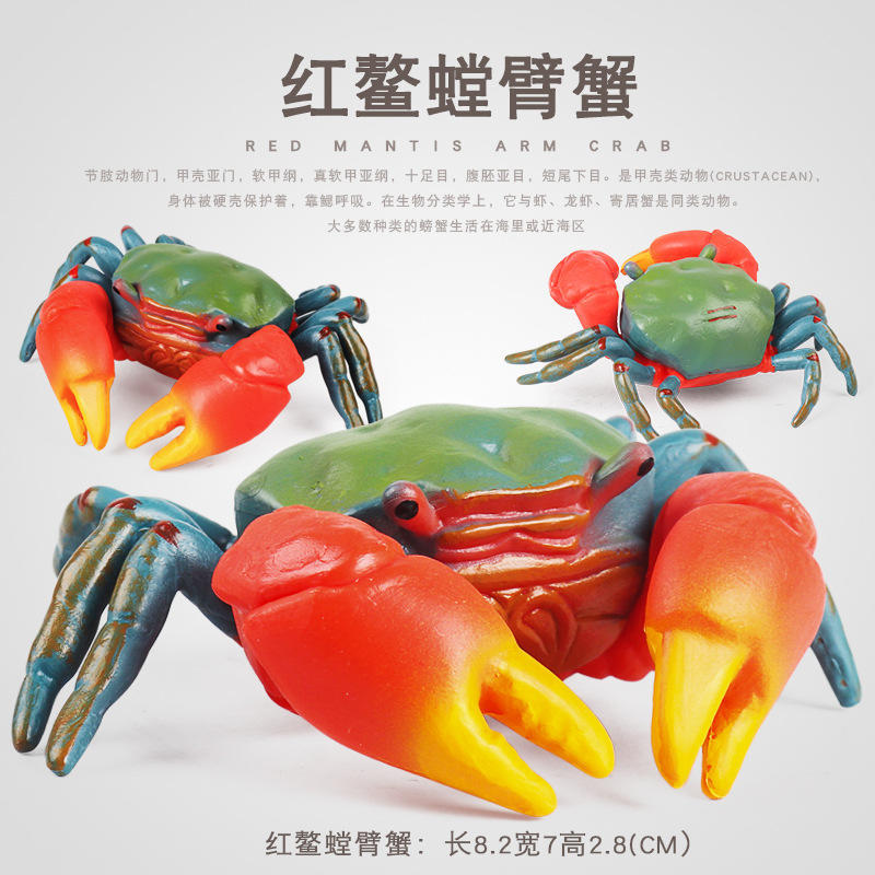 跨境仿真海洋动物模型招潮蟹小面包蟹红鳌螳臂蟹儿童认知玩具摆件