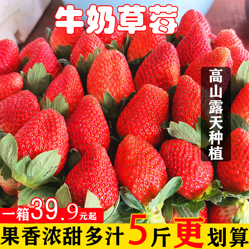 露天牛奶油草莓新鲜商用孕妇应季水果大凉山整箱非丹东99红颜包邮