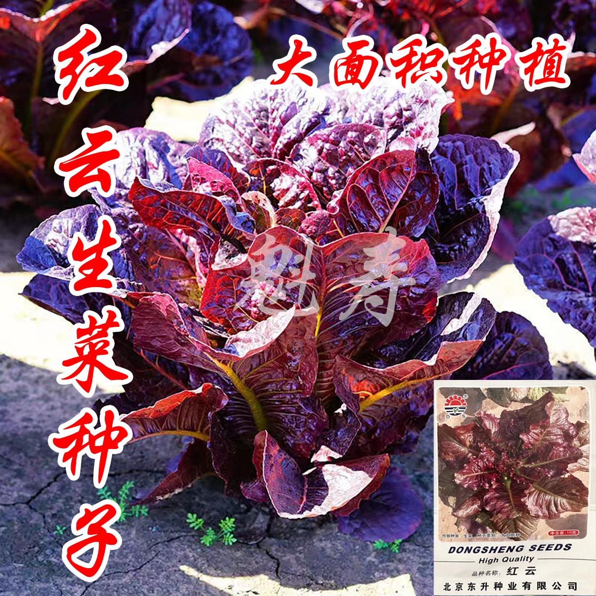 红云散叶生菜种子 春秋播种 彩色生菜种籽 红叶用莴笋 特种蔬菜种
