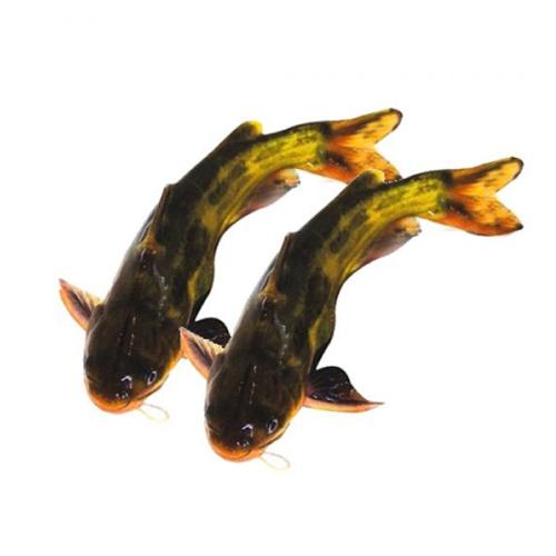 昂刺鱼500g约3条 黄辣丁鱼 黄颡鱼 鲜活烧汤水产沃鲜汇