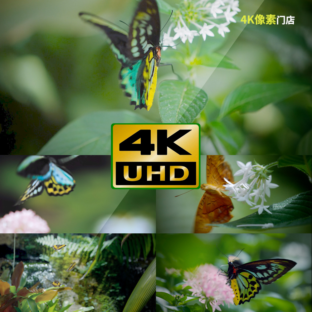 562-4K视频素材-蝴蝶唯美飞行自然彩色花朵吸吮花蜜草丛森林
