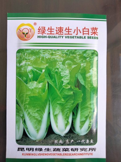 云南蔬菜种子包邮绿生速生小白菜籽10克昆明老品种阳台菜地四季播