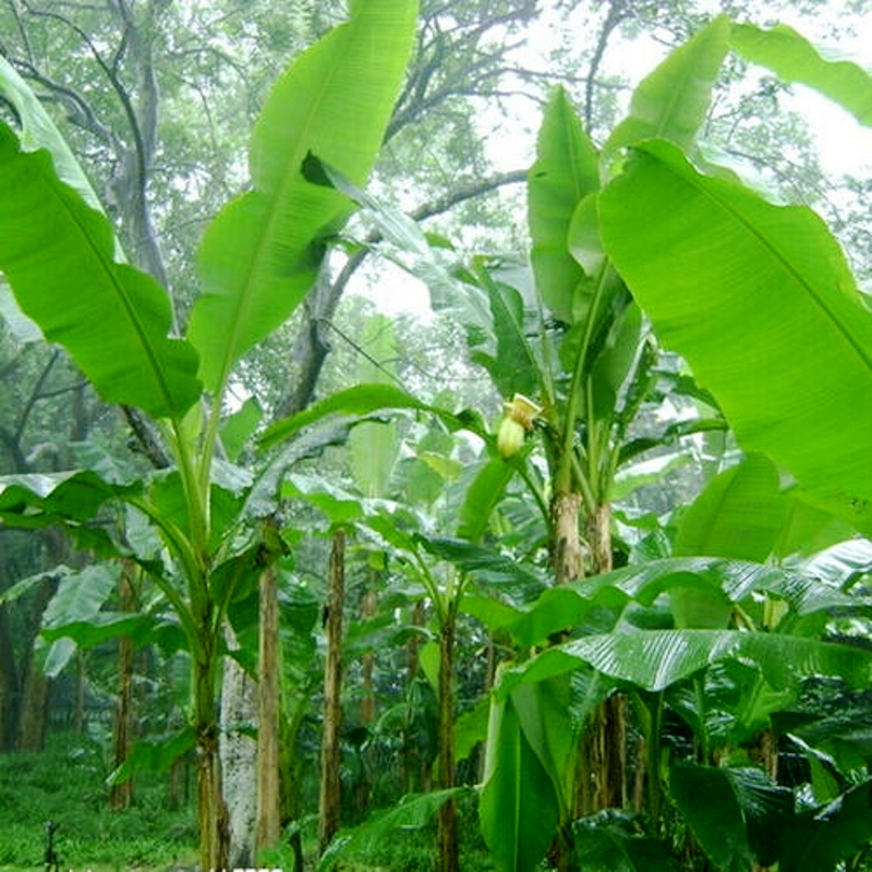 芭蕉树苗芭蕉苗绿天扇仙庭院观赏风景绿化树苗观赏香蕉树南方结果