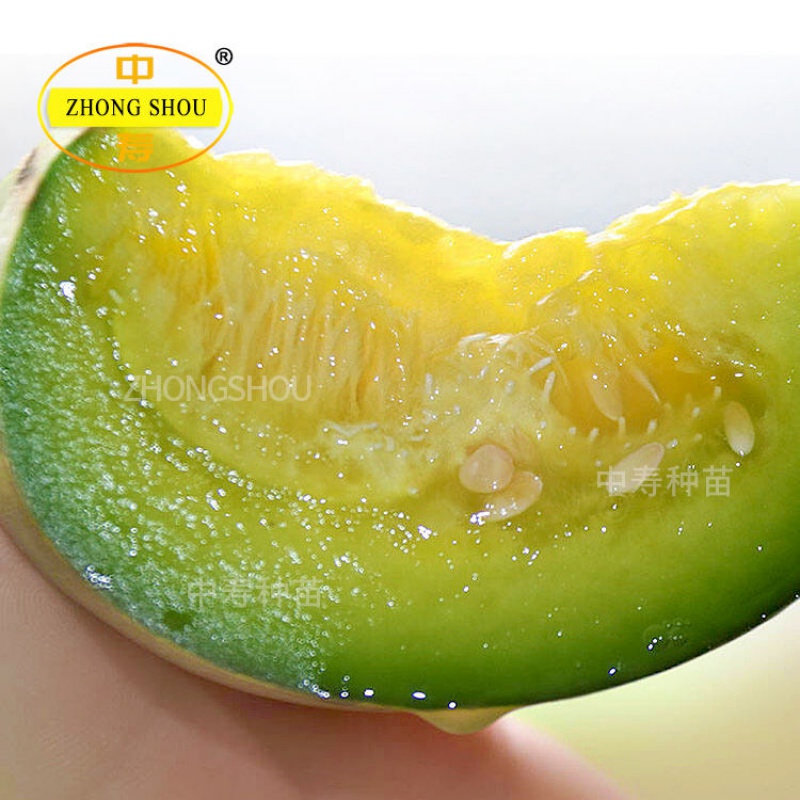 F1绿宝石甜瓜种子 薄皮超甜 香瓜种子春季四季脆瓜早熟高产香瓜籽