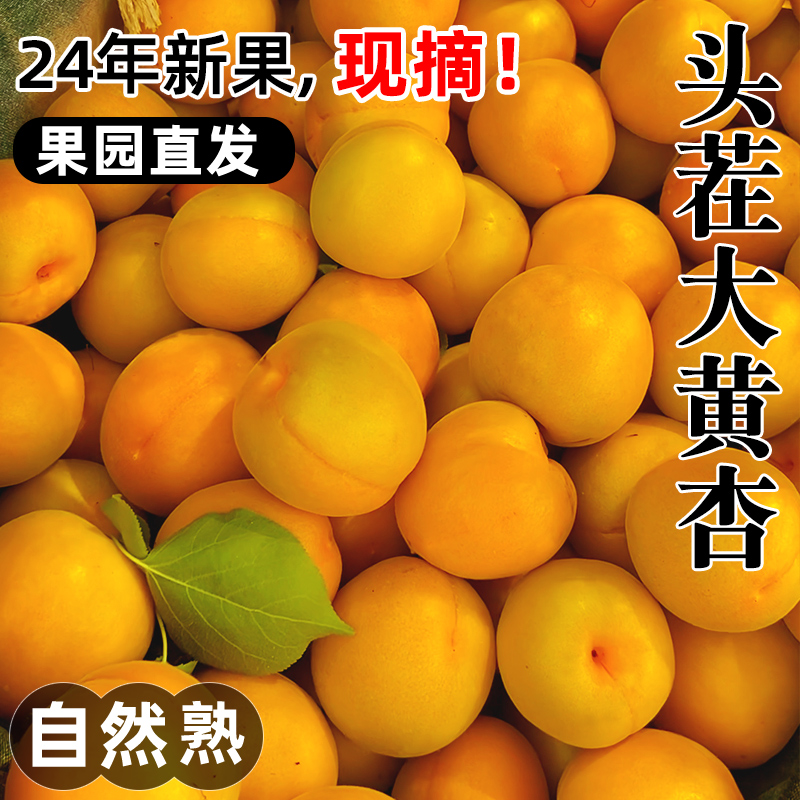 现摘大黄杏子新鲜水果当季陕西时令孕妇酸甜脆鲜杏金太阳5斤包邮