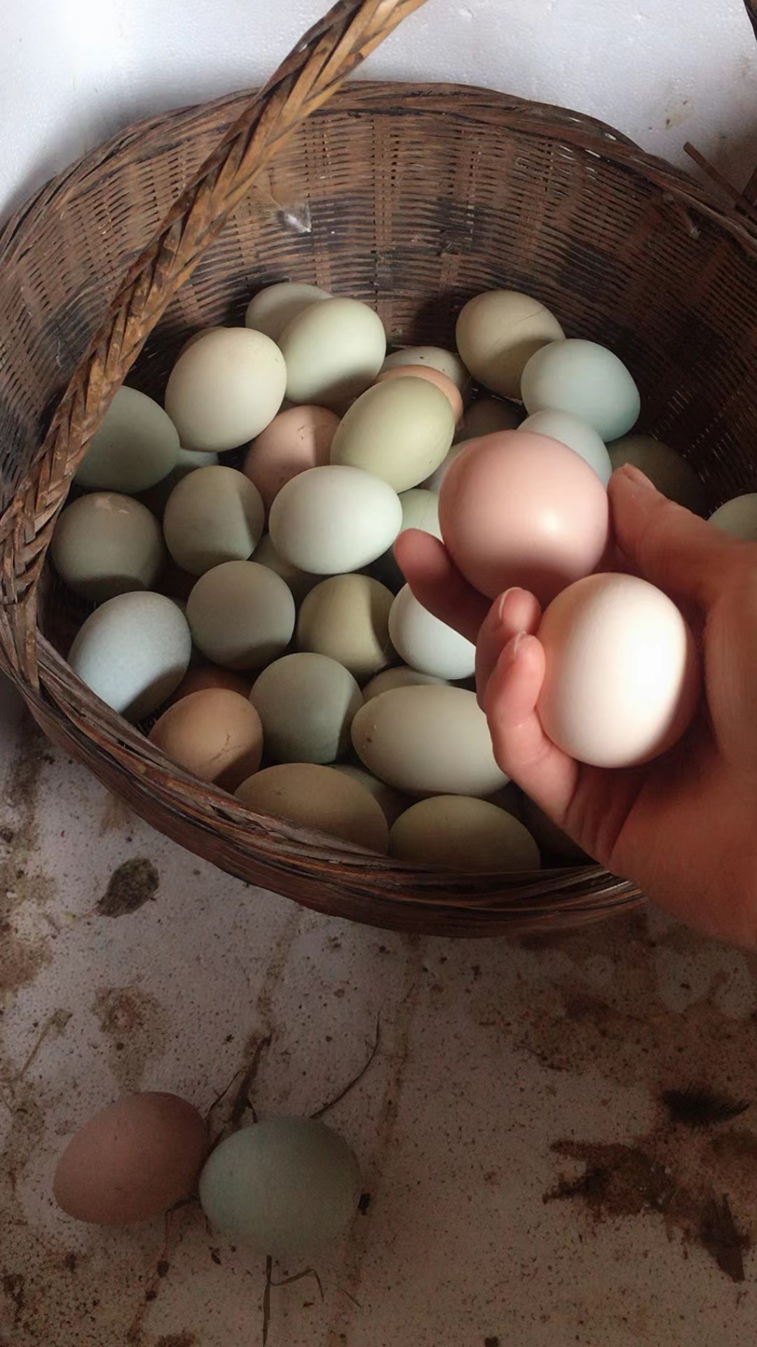 农村乌骨鸡土鸡蛋拍30枚送20枚到手50枚营养早餐鸡蛋月子鸡蛋贵州