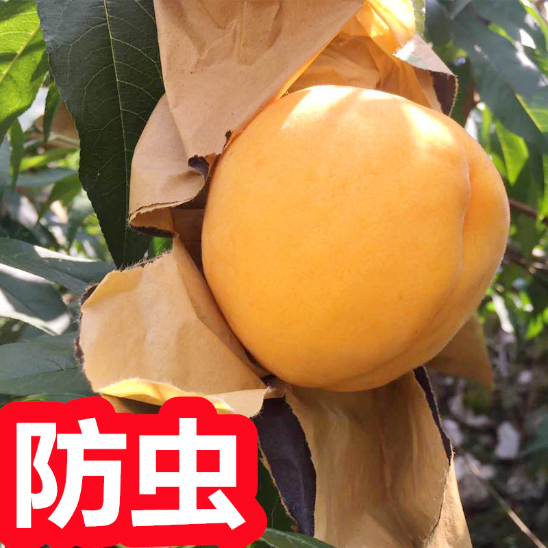 桃子专用袋 水蜜桃袋子 桃树套袋 桃子防虫保护袋 桃子套果的袋子