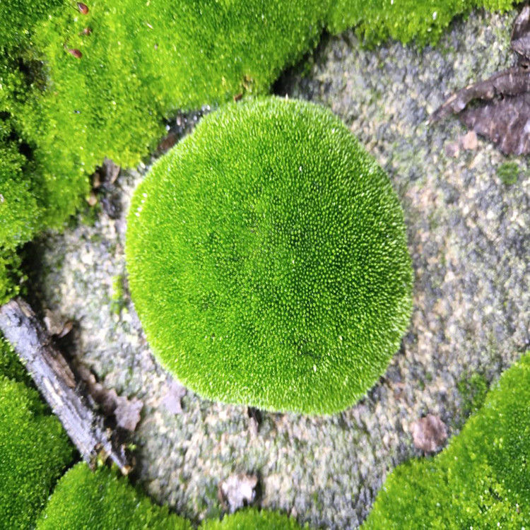 鲜活苔藓新鲜朵朵藓上水石植物假山草吸水石青苔种子盆景花盆铺面