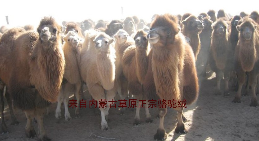 阿拉善腾格里羊毛毡 驼绒被 直销店