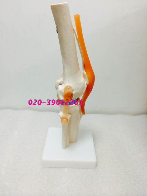 人体膝关节功能模型 骨骼骨架模型 教学医用模型 关人体节模型
