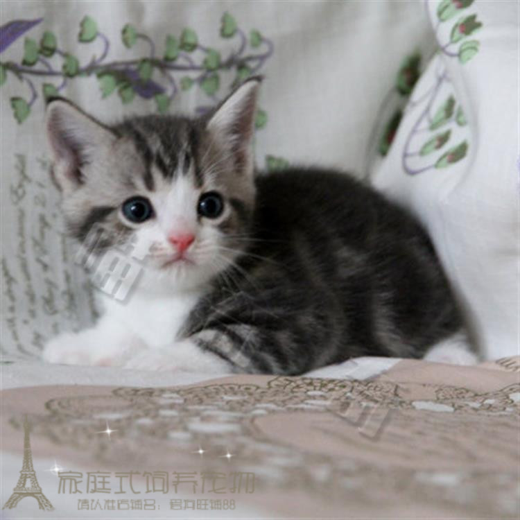 猫舍出售加白美短起司猫纯种美短标斑幼猫宠物猫活体美国短毛猫p