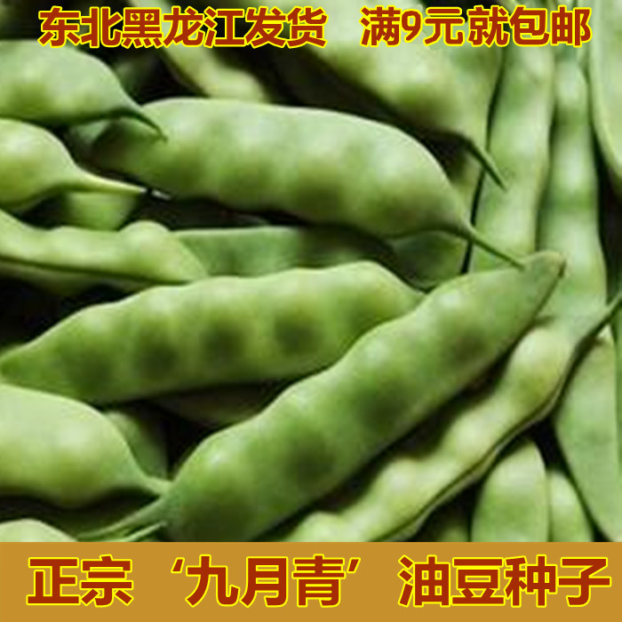 九月青种子 东北油豆角种子将军豆一点红绿油豆小油豆芸豆蔬菜籽