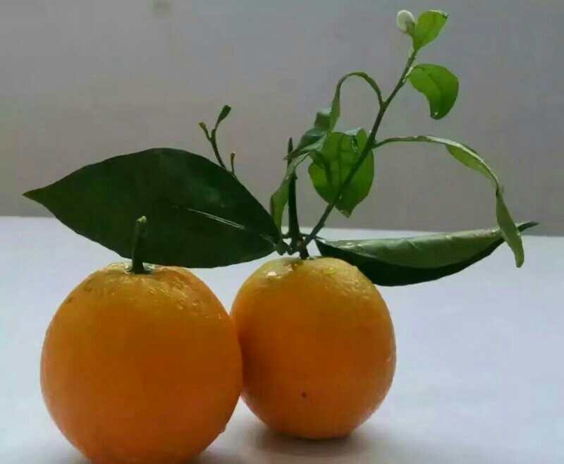 赣南脐橙自家果园现采现发新鲜水果