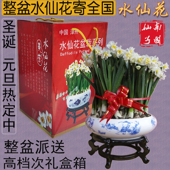 漳州水仙花礼盒盆栽伴手礼稀有品种栽好种好带瓷盆带花苞发货