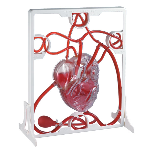 香港EDU科学人体解剖器官结构心脏血液循环模型仿真儿童实验玩具