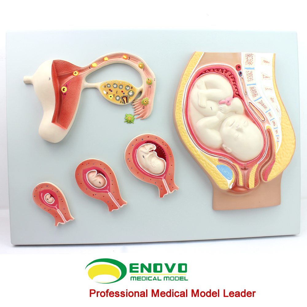 人体妊娠胚胎儿发育过程模型受精卵子宫组织胚胎模型母婴教学妇产