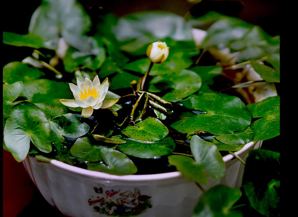 【不二的花园】小海 海尔芙拉 微型睡莲 丰花 包活包开花