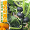 迷你小绿贝贝南瓜种子高产日本进口板栗香甜四季蔬菜苗春秋种籽孑